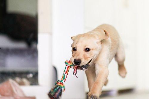 娱乐吃瓜酱狗走丢,狗狗走丢，网友助力寻回温馨故事
