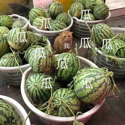 娱乐吃瓜花,吃瓜花背后的故事